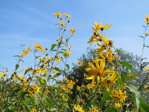 Image of Jerusalem artichoke