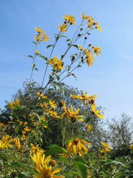 Image of Jerusalem artichoke