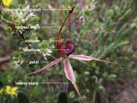 Image of Dainty spider orchid