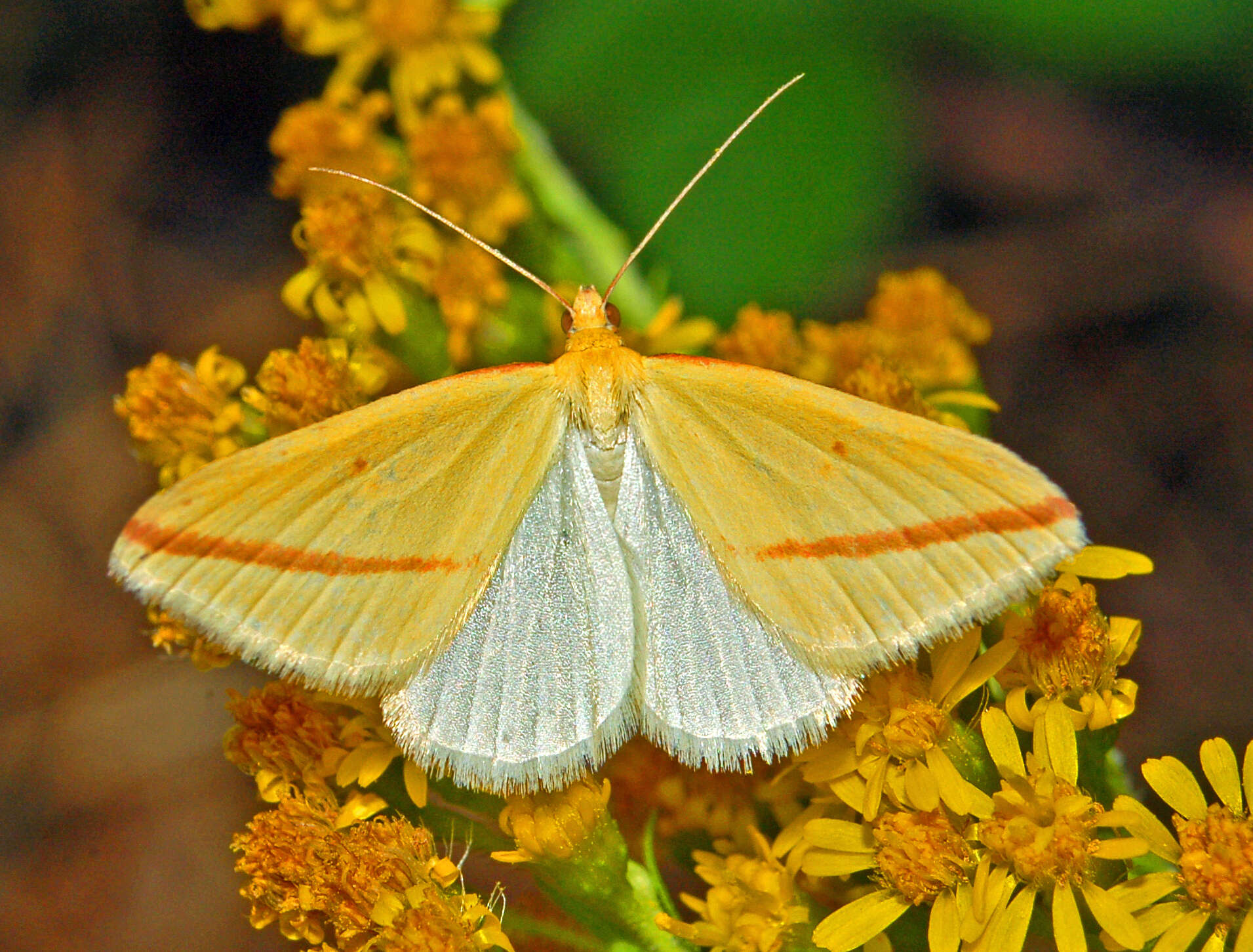 Слика од Rhodometra sacraria Linnaeus 1767