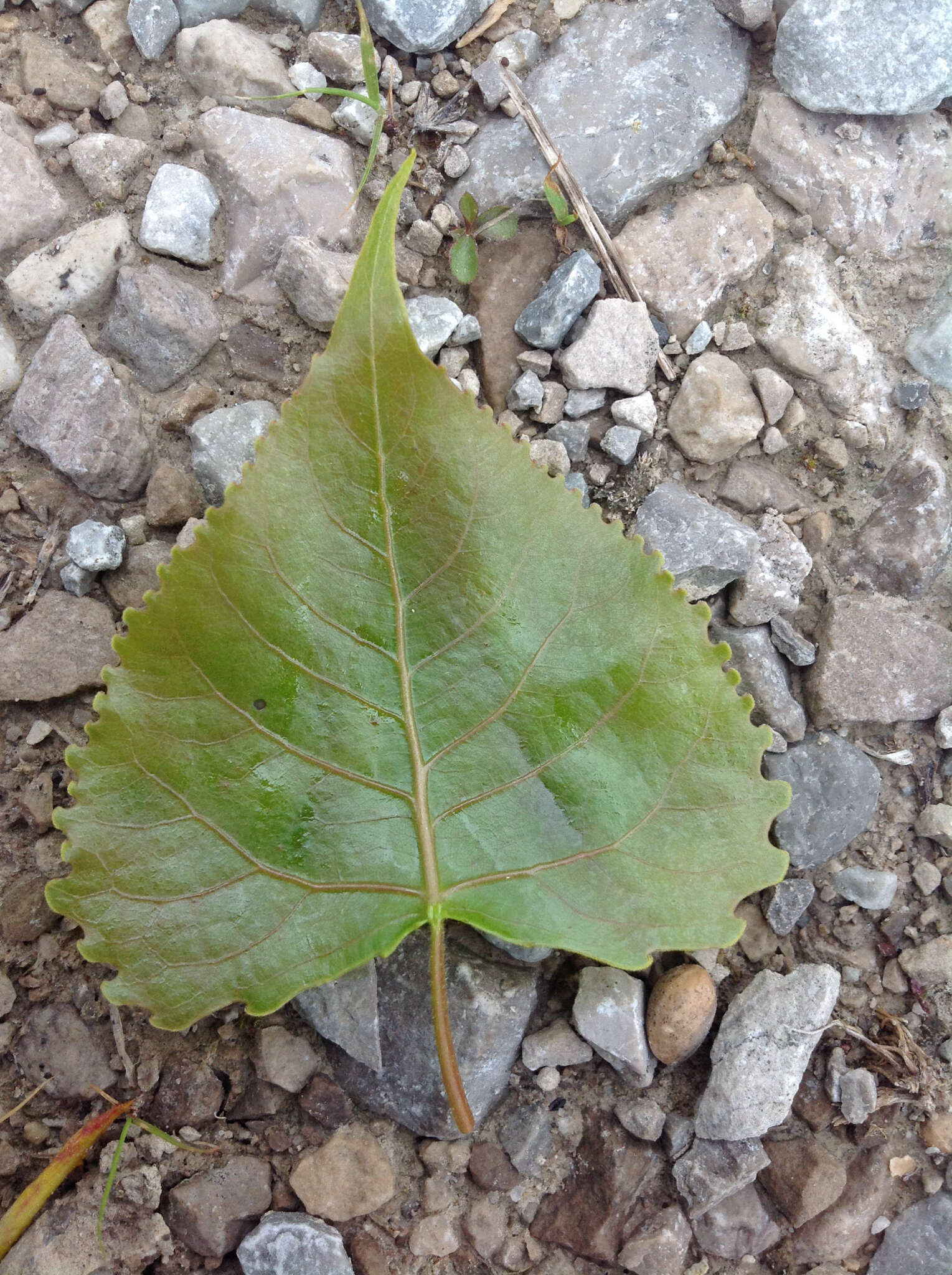 صورة Populus deltoides subsp. deltoides