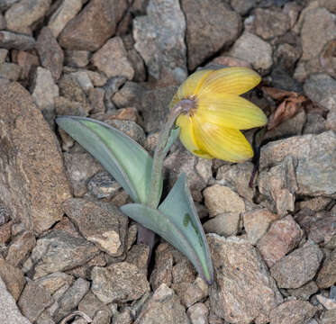 Image of Siskiyou fritillary