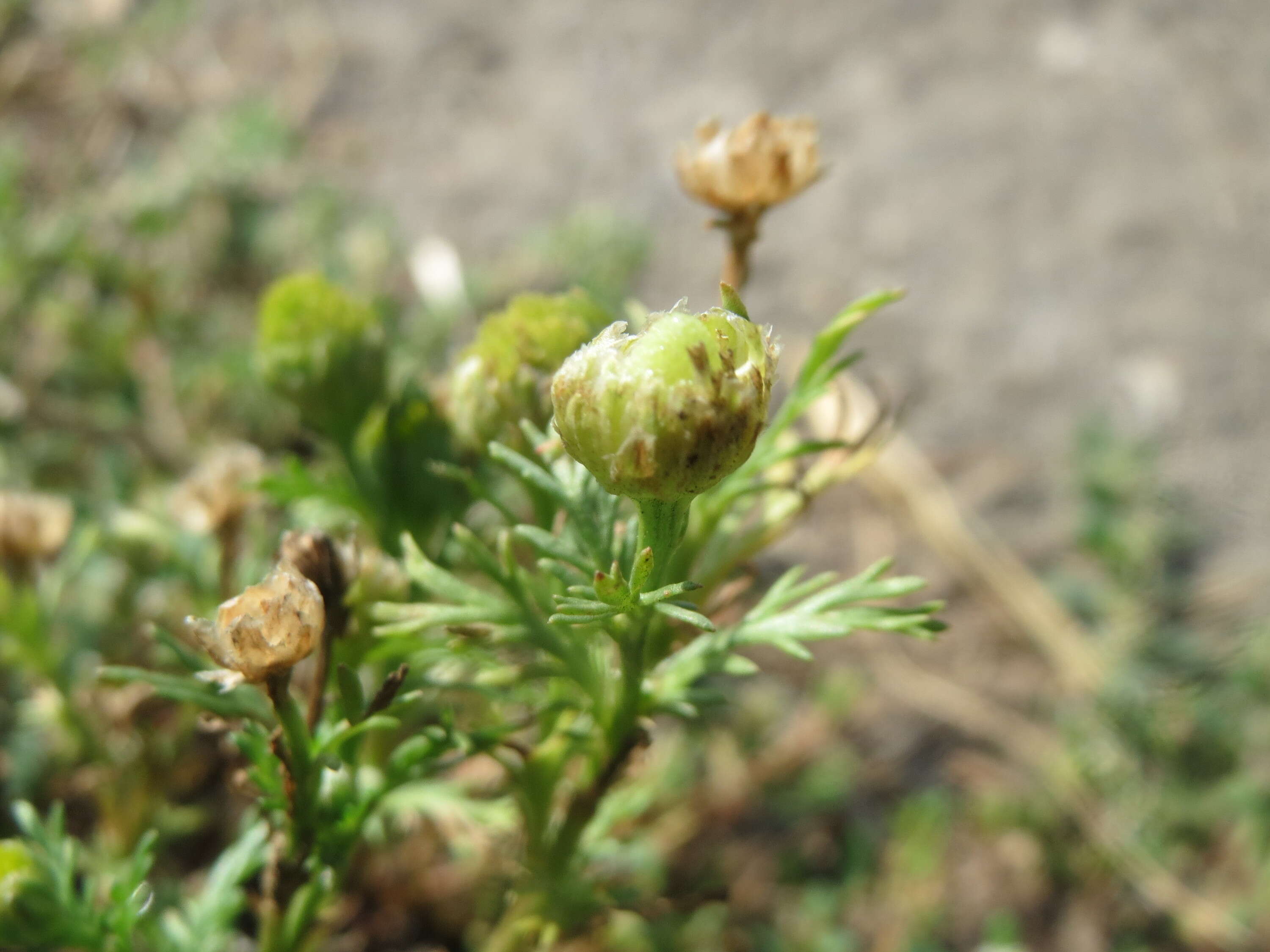 Слика од Matricaria discoidea DC.