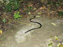 Image of Variable Reed Snake