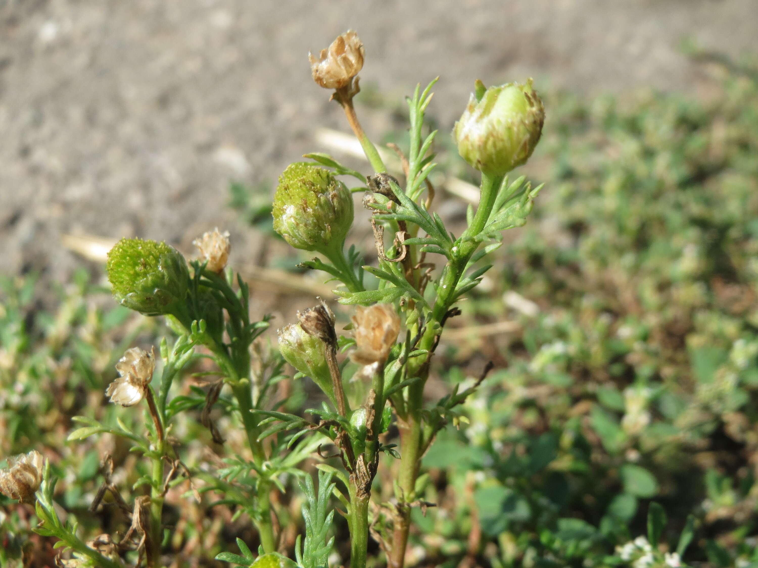 Image of disc mayweed