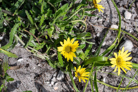 Image of Arctotis scabra Thunb.