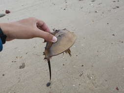 Image of Horseshoe Crab