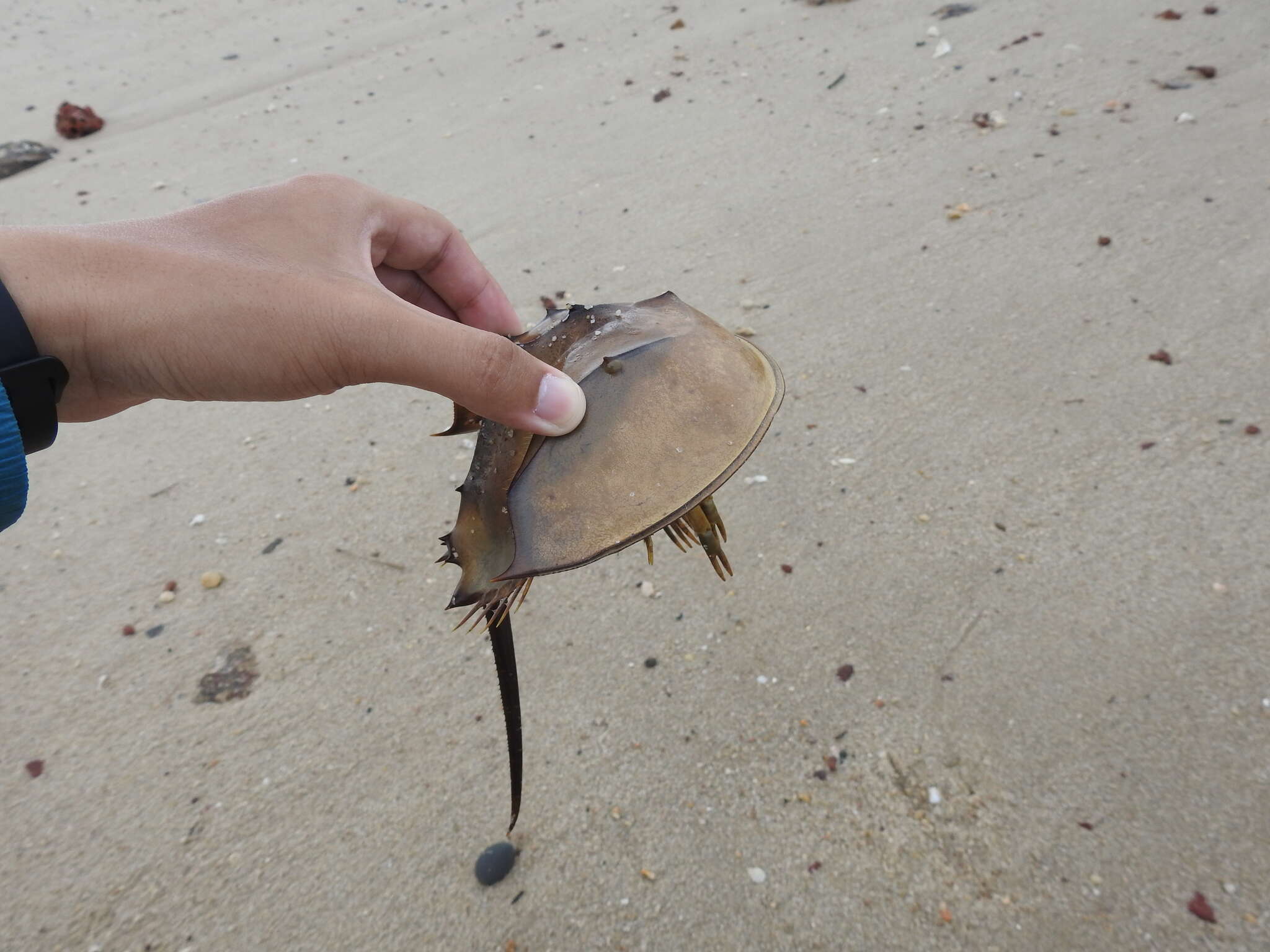 Image of Horseshoe Crab