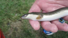 Image of American Eel