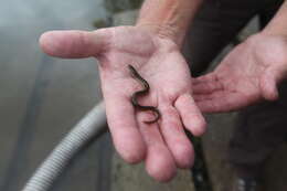 Image of American Eel