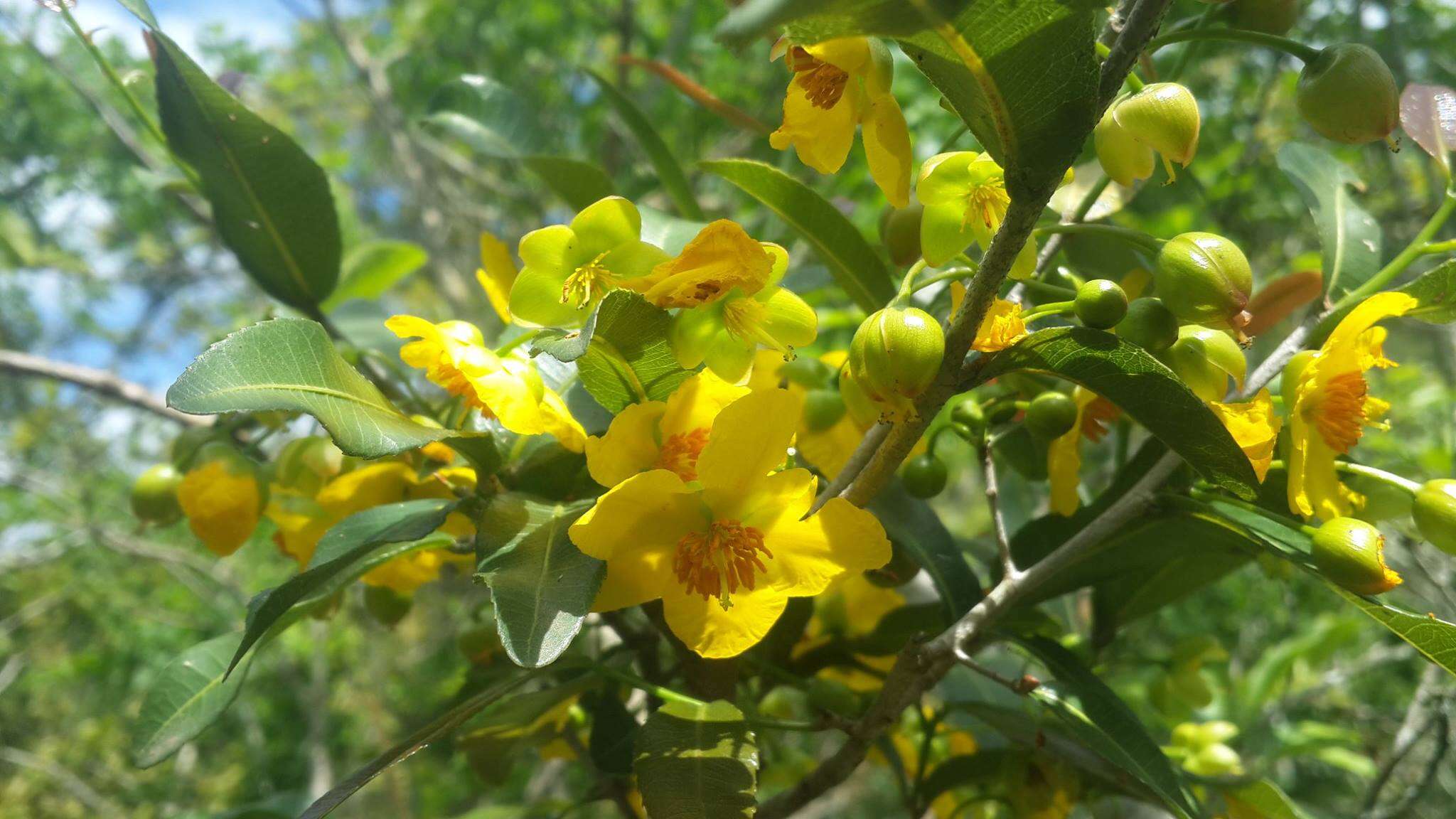 Image of Mickey Mouse plant