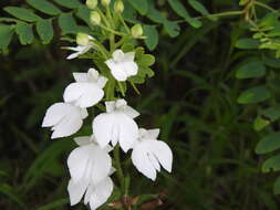 Image of Habenaria plantaginea Lindl.