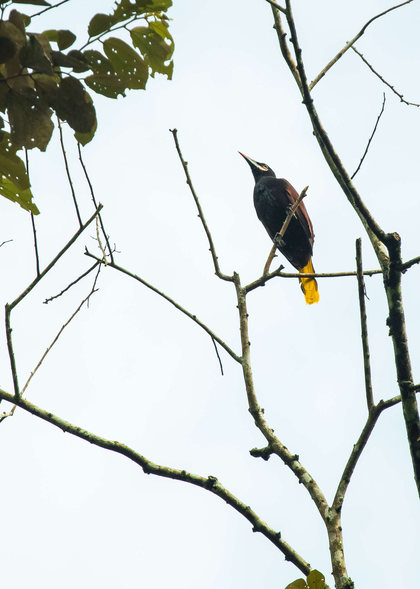 Image of Baudo Oropendola