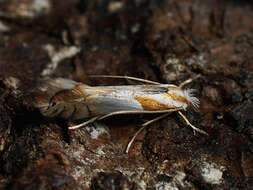 Image of Phyllonorycter roboris (Zeller 1839)