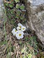 Sivun Saxifraga marginata Sternb. kuva