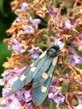 Image of Zygaena lonicerae Scheven 1777