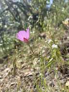 صورة Clarkia cylindrica subsp. cylindrica