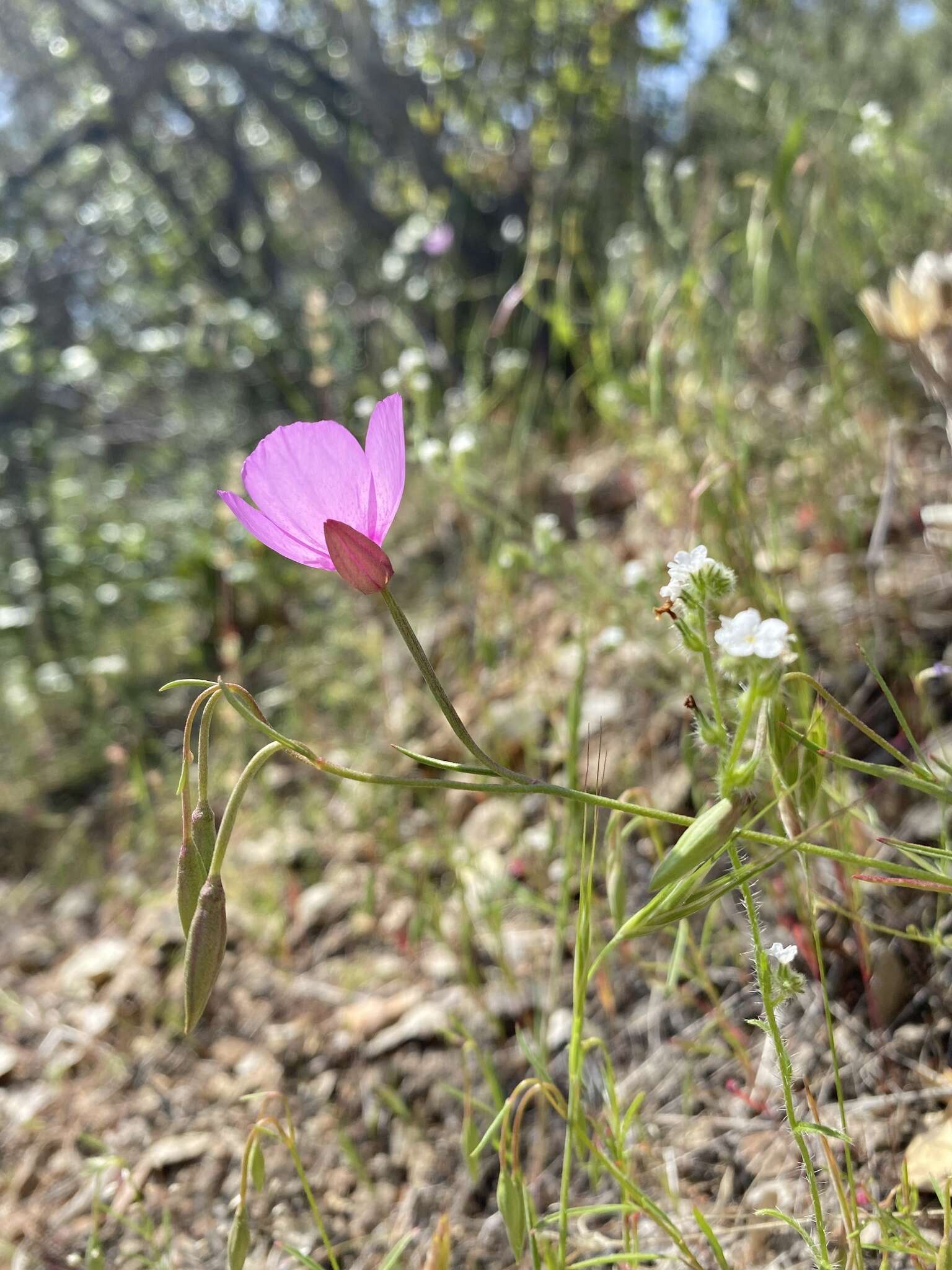 Plancia ëd Clarkia cylindrica subsp. cylindrica