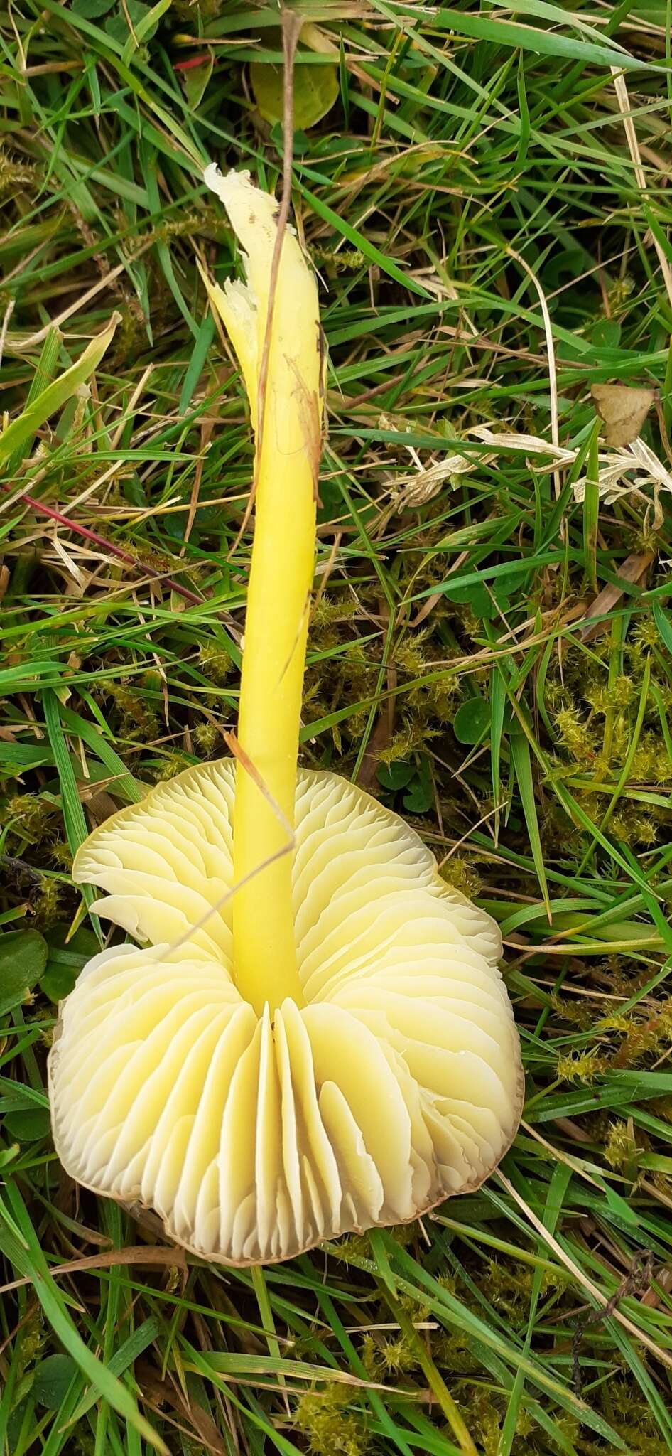 Hygrocybe chlorophana (Fr.) Wünsche 1877 resmi