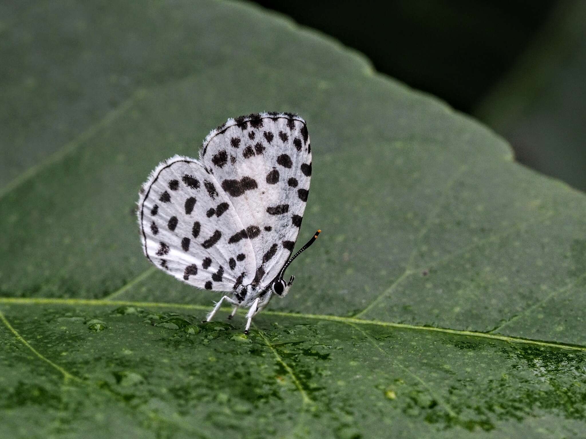 Image of Forest Pierrot