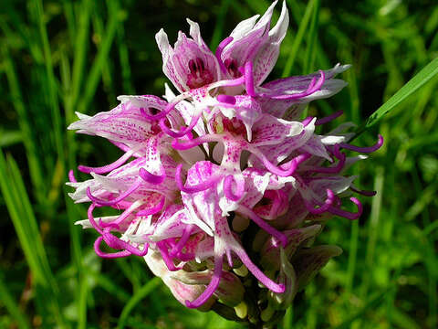 Image of Orchis simia subsp. simia