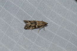 Image of Brower's Vitula Moth