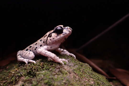 Image of Hasselt's Litter Frog