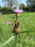 Image of brown knapweed