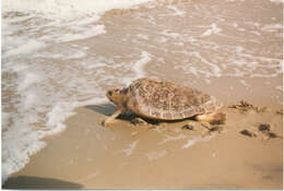 Image of Caretta