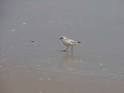 Image of Piping Plover