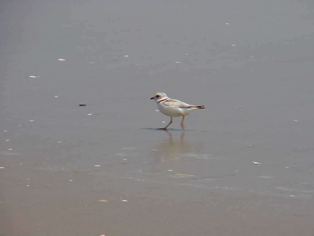 Image of Piping Plover