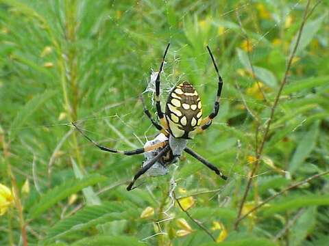 Image of Black-and-Yellow Argiope