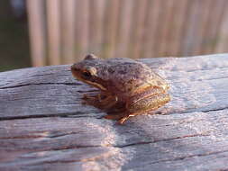 Image of slant-faced grasshopper