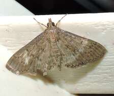 Image of Grass webworm