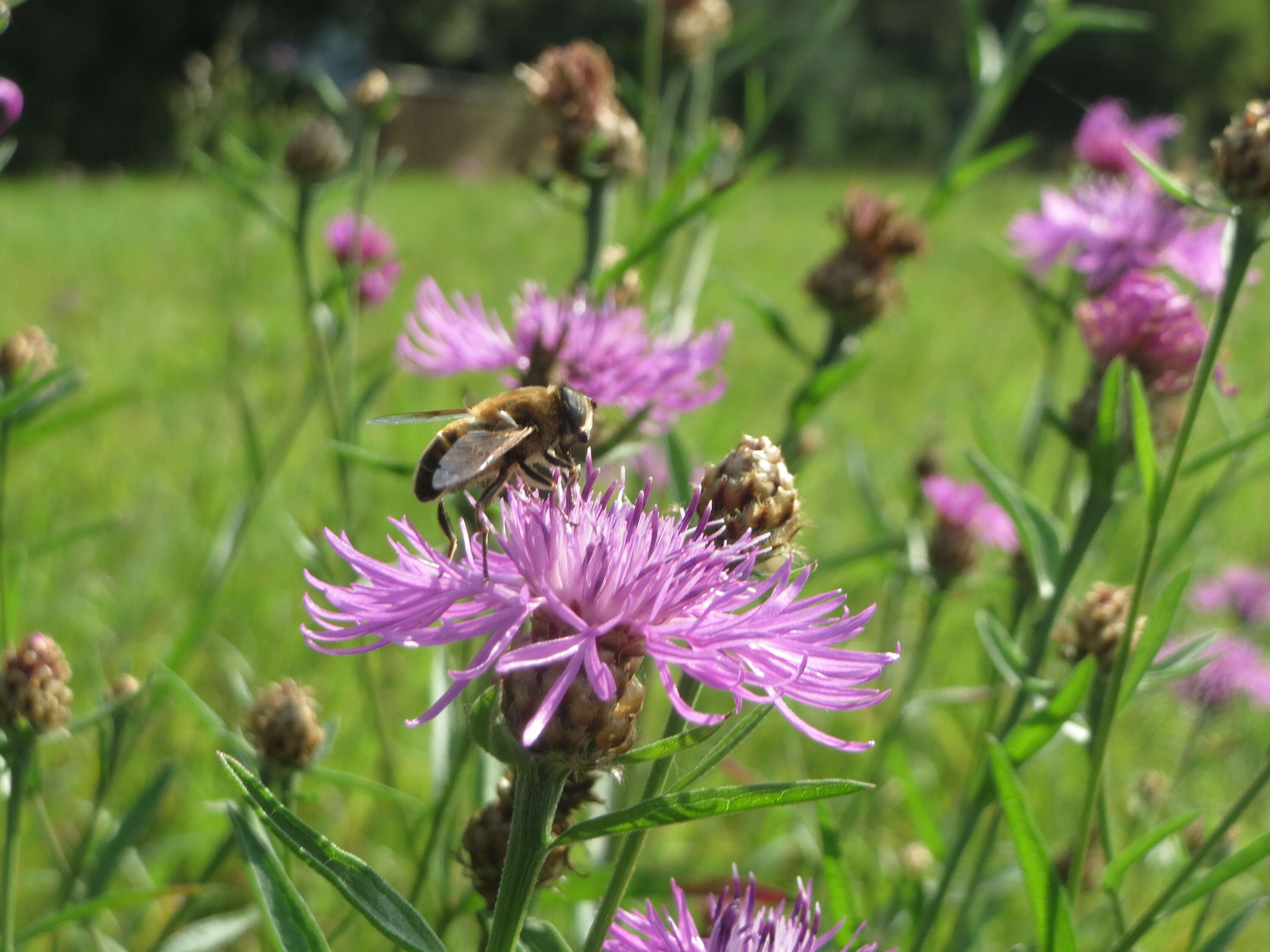 Image of brown knapweed