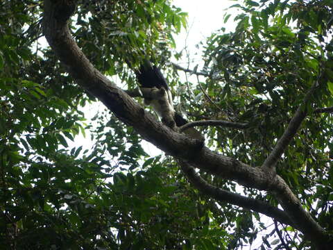 Image of Black-and-white Casqued Hornbill