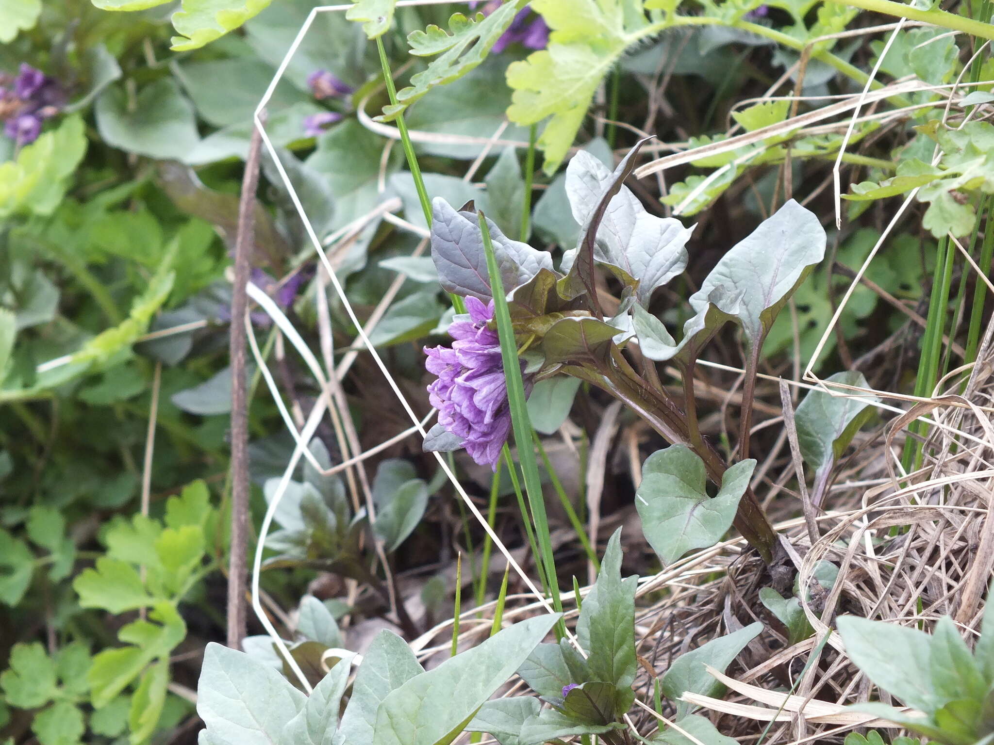 Image of Physochlaina physaloides (L.) G. Don