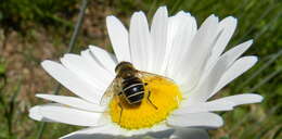 Слика од Eristalis cryptarum (Fabricius 1794)