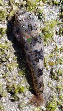 Image of Cortez clingfish