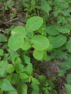 Image of grape honeysuckle