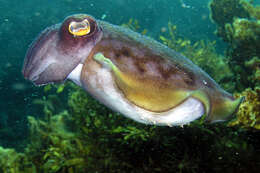 Image of Reaper cuttlefish