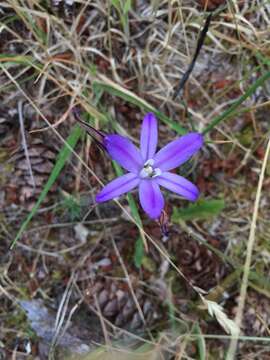 Image of crown brodiaea