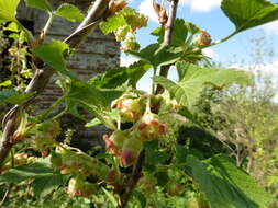 Image of Black Currant