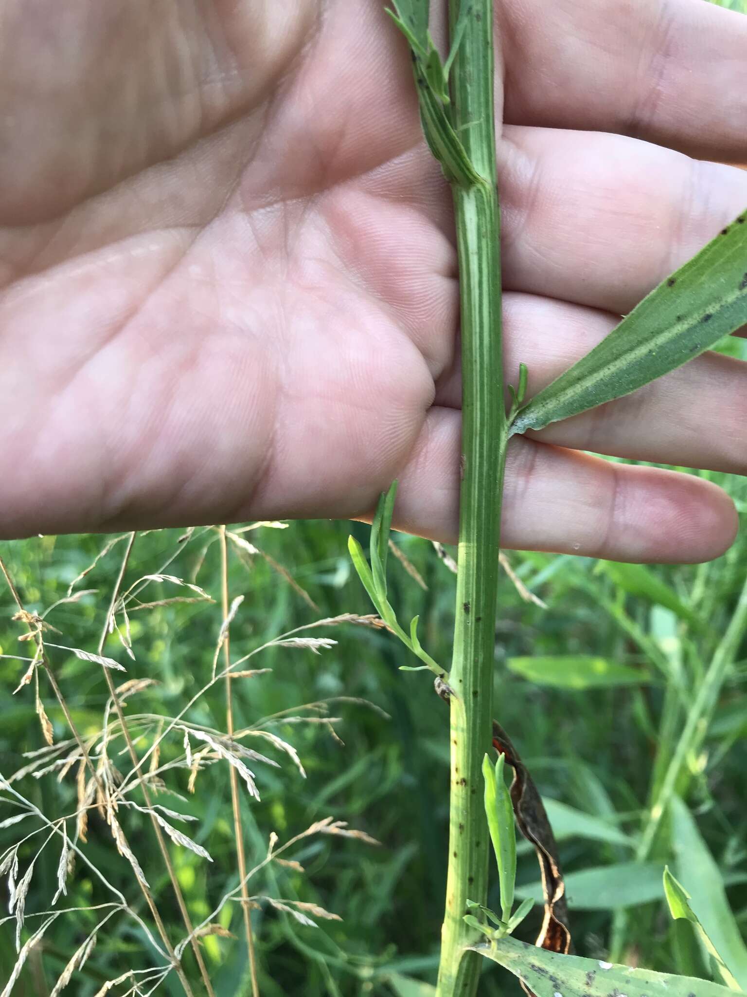 Plancia ëd Boltonia asteroides (L.) L'Hér.