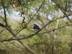 Batis senegalensis (Linnaeus 1766)的圖片