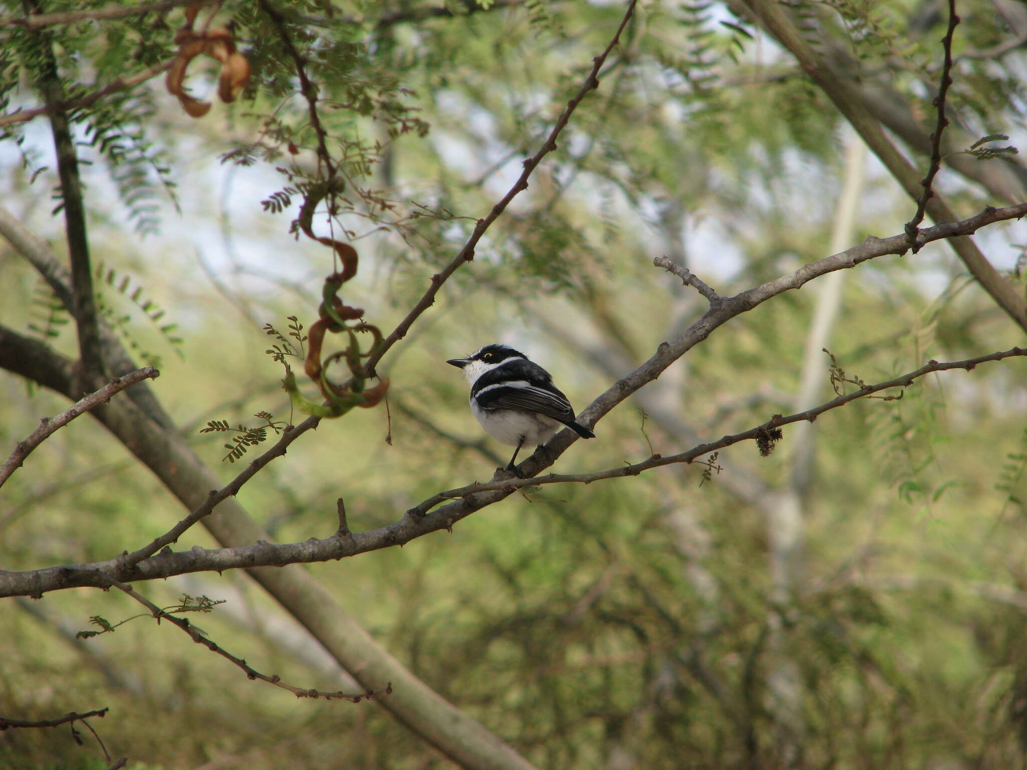 Batis senegalensis (Linnaeus 1766)的圖片