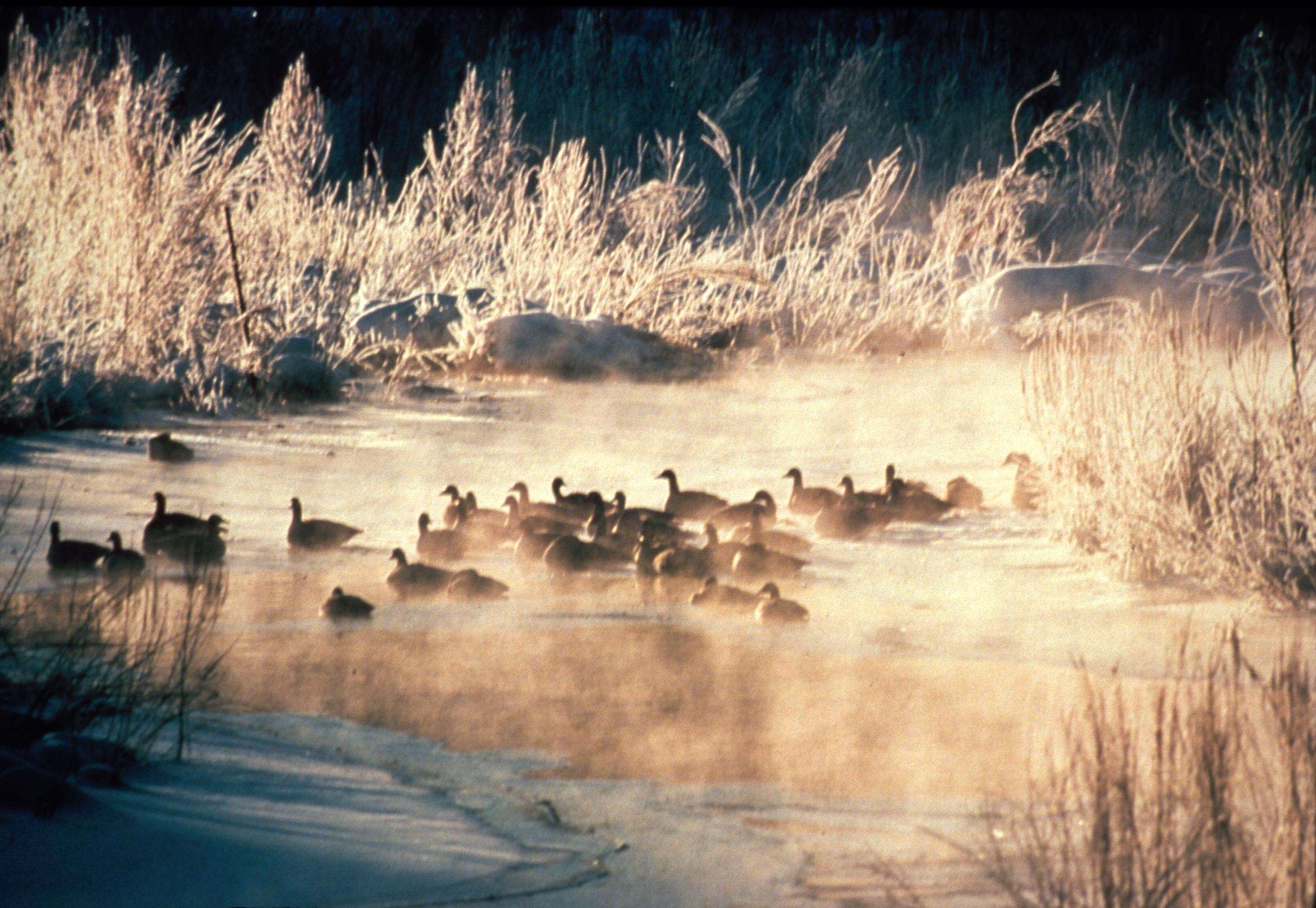 Image of American Black Duck