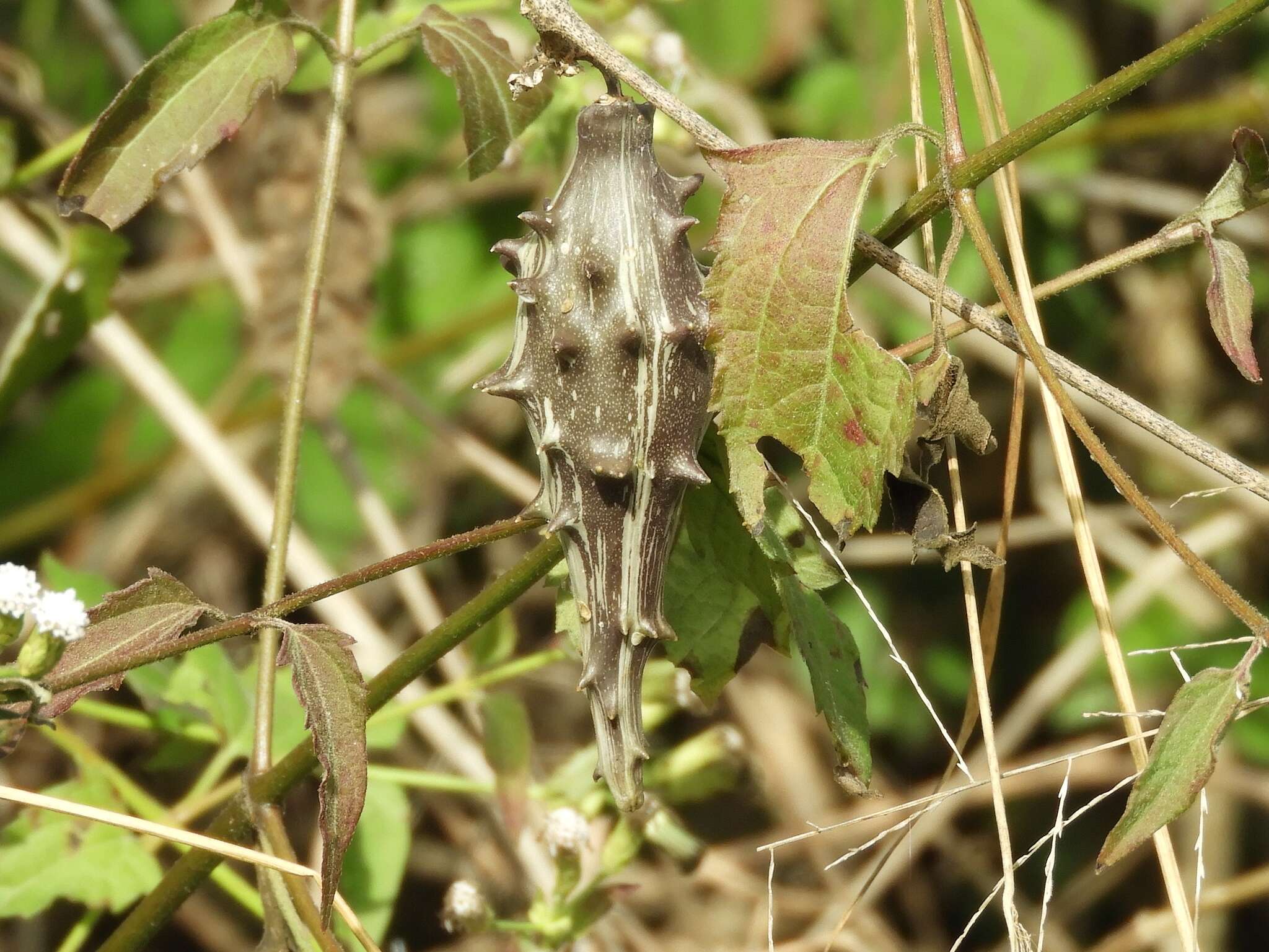 Sivun Dictyanthus Decne. kuva