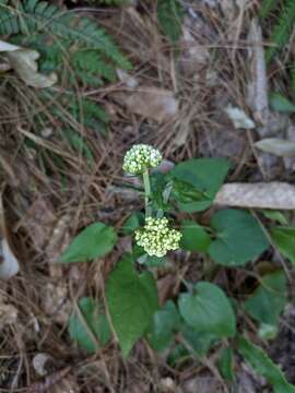 Image of Valeriana jatamansi Jones