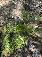 Image of Austromyrtus tenuifolia (Sm.) Burret